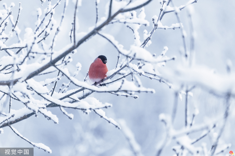 二十四节气·大雪丨飞雪无声天地白