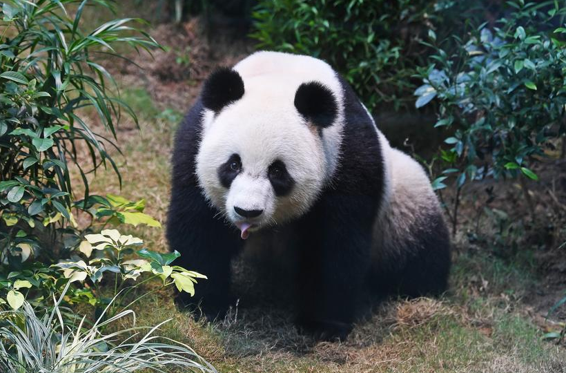 홍콩살이 시작한 사랑스러운 판다