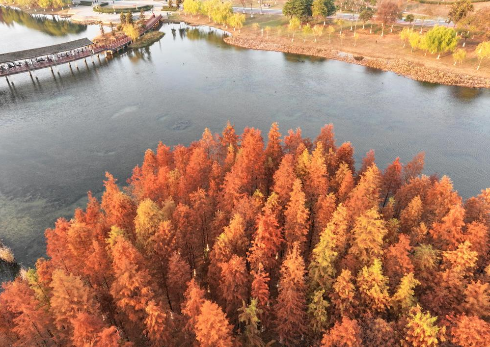 알록달록 곱게 물든 메타세쿼이아, 현지 주민들 발길 줄이어