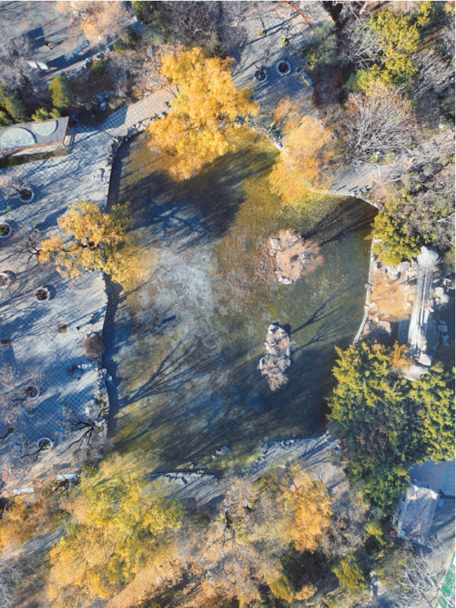 泉城公园荷塘结冰封冻美如画