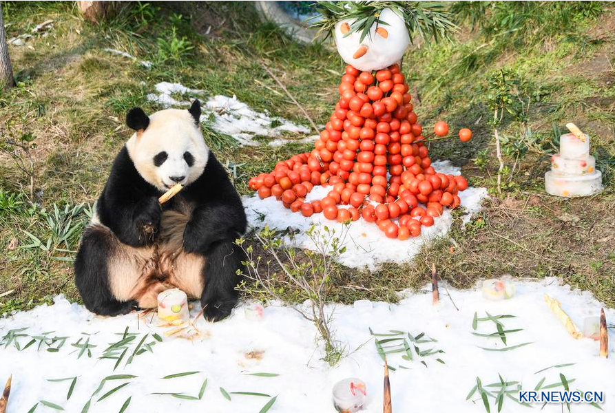 中 충칭, 새해 첫날 자이언트 판다 '입주' 1주년 축하 행사 열어
