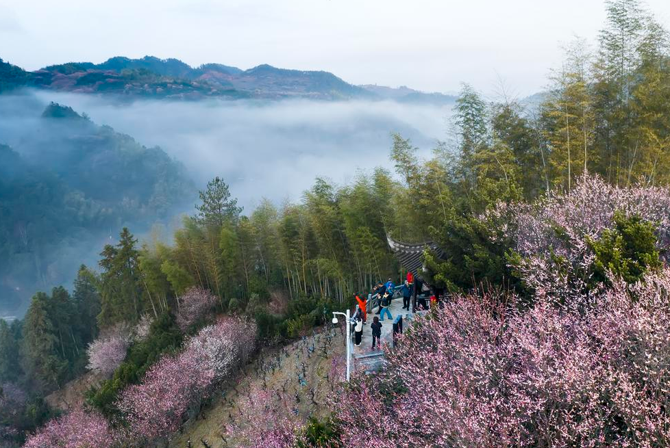 초봄 맞은 中 안후이, 온 산 가득 매화 피어나