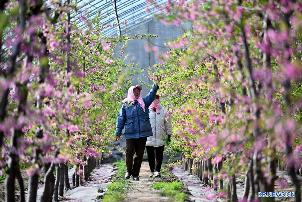 비닐하우스 안 봄기운 가득...中 닝샤 벚꽃 만개