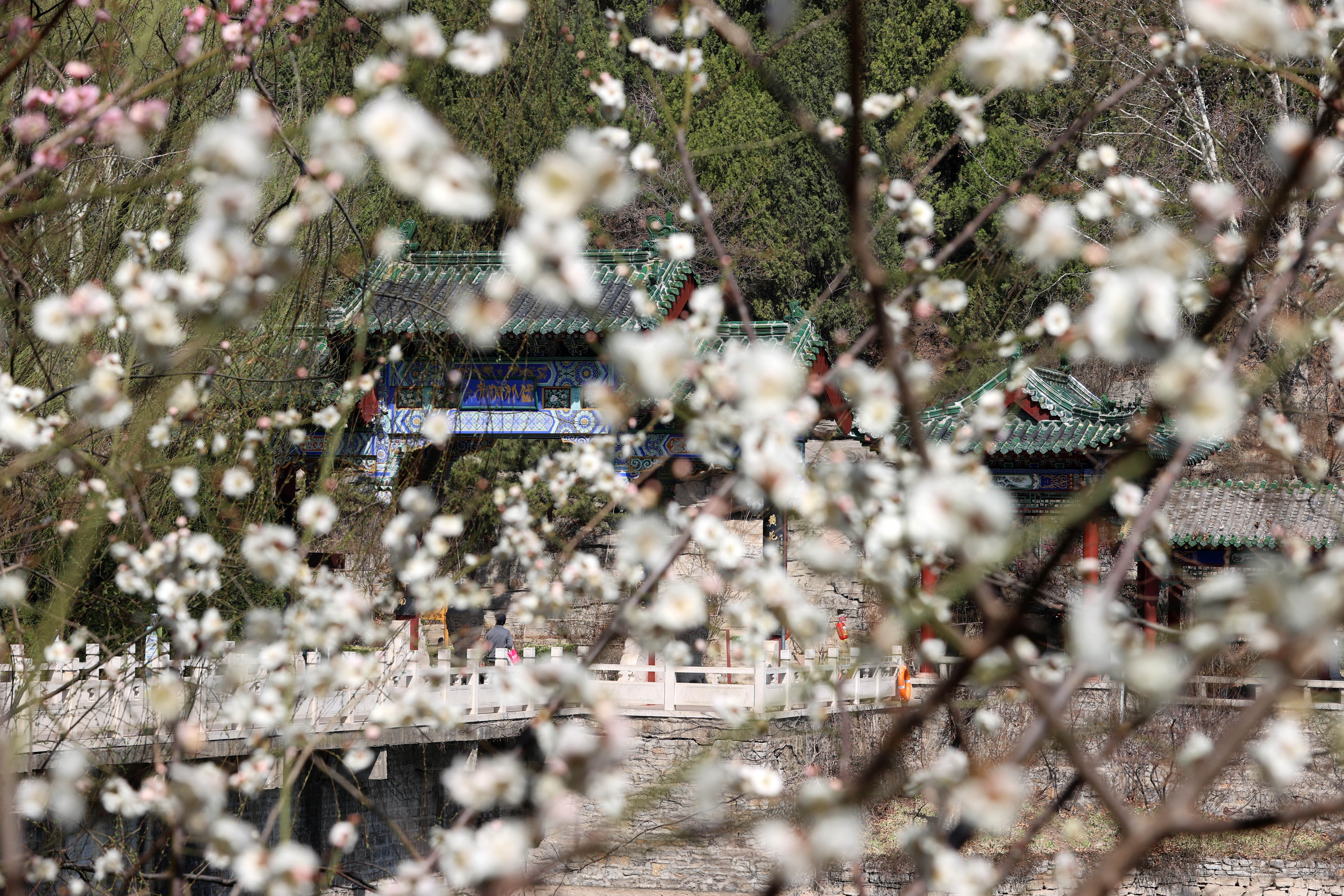 福利满满！红叶谷春日双节活动开启