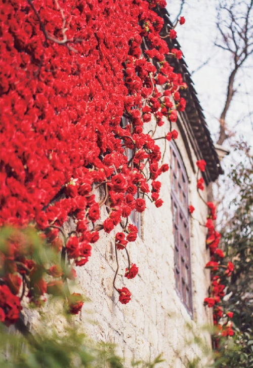 邂逅一城浪漫与美好！这个春天，总要来趟济南  