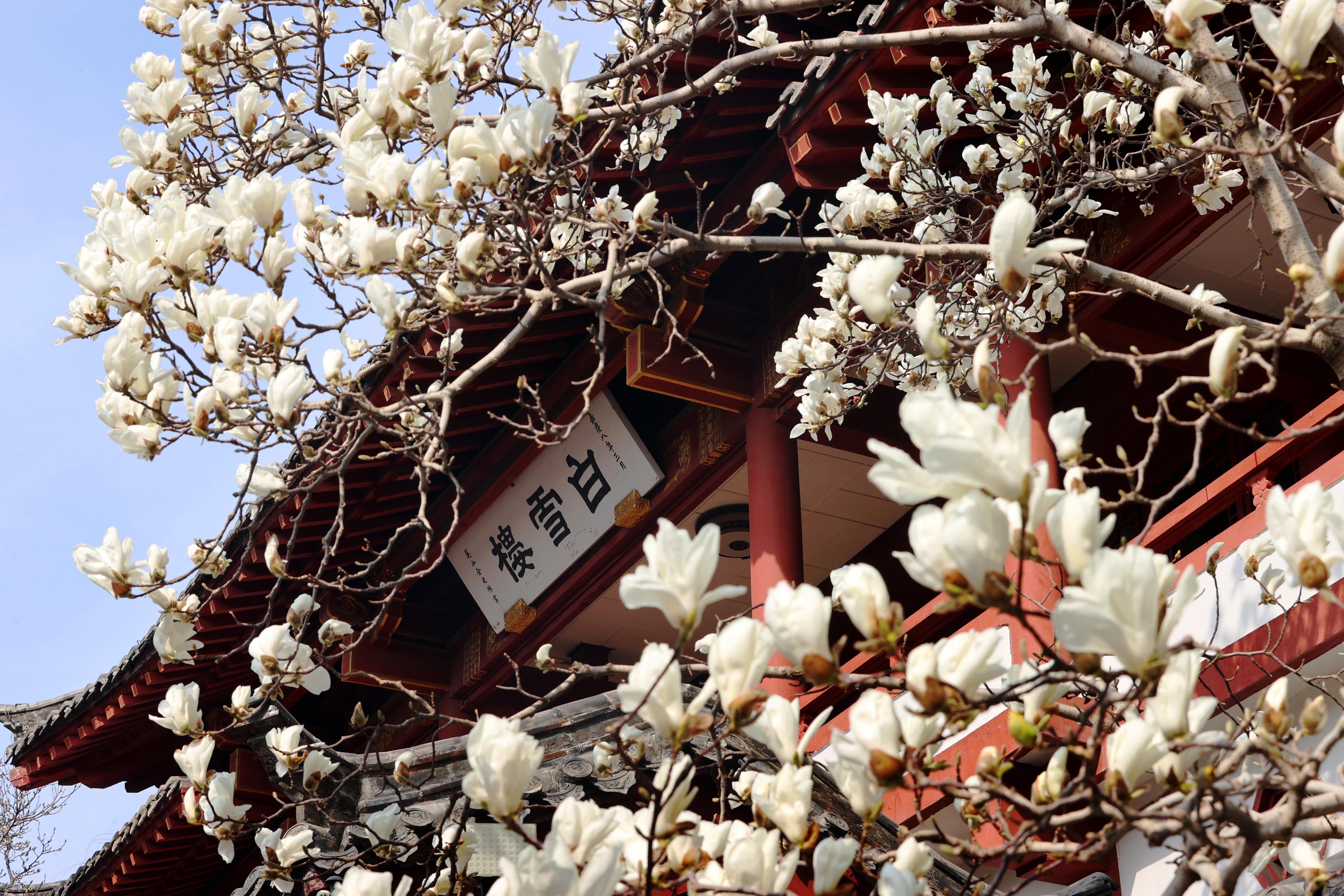 泉城春信至,赴一场花与树的约定