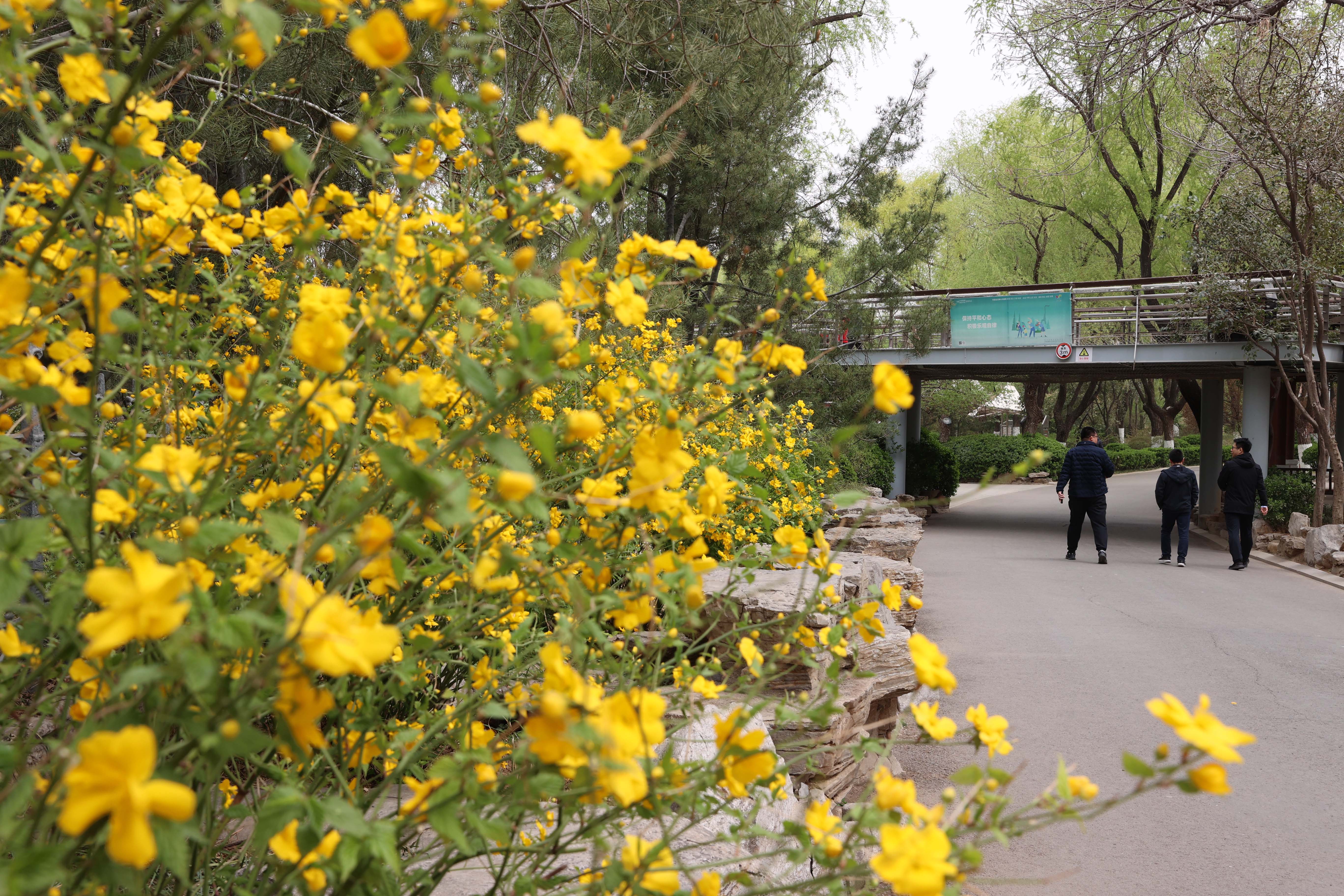 泉城春信至,赴一场花与树的约定