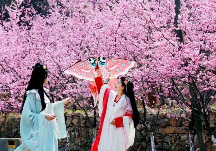 泉城春信至,赴一场花与树的约定