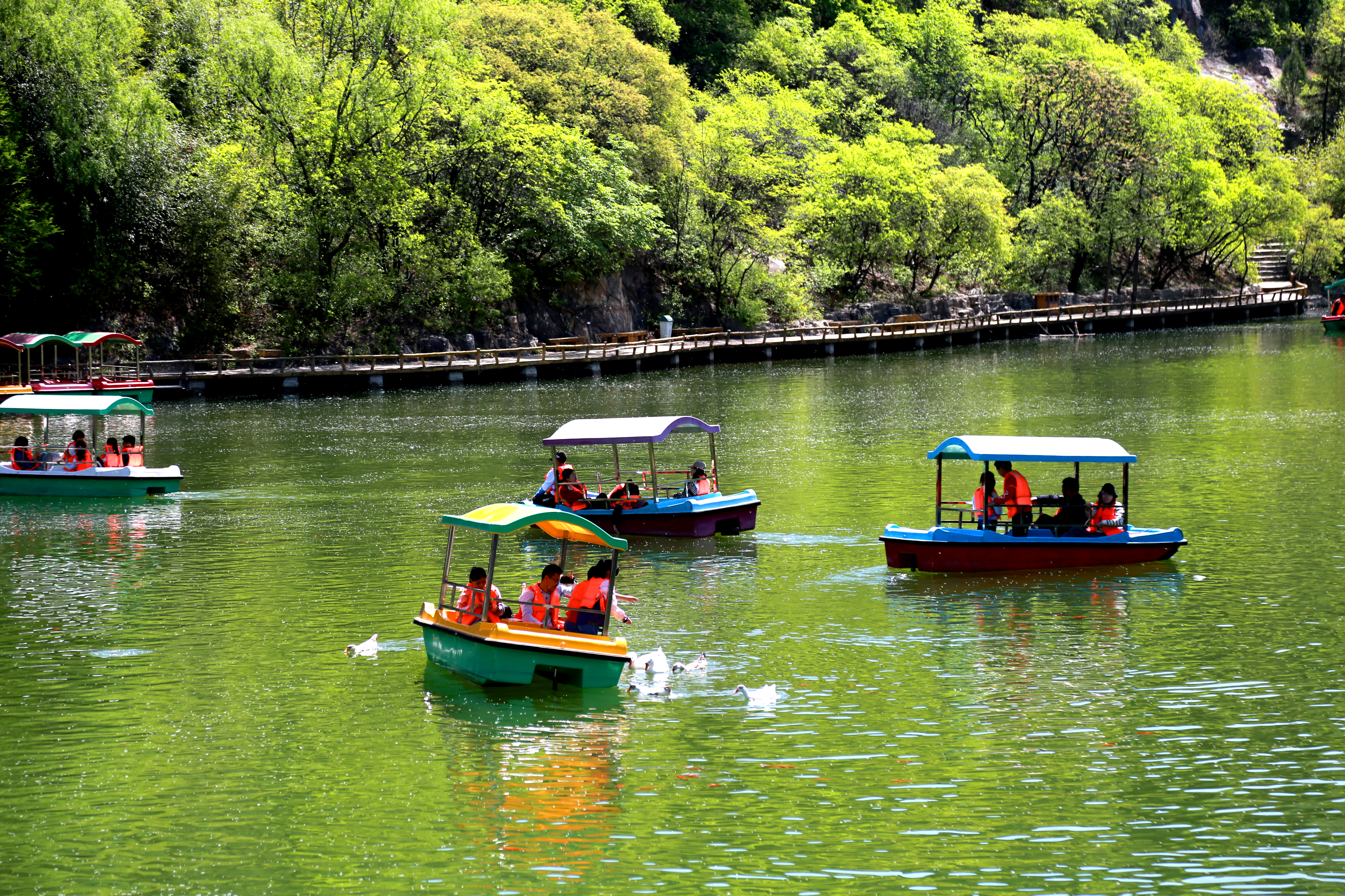 泉城春信至,赴一场花与树的约定