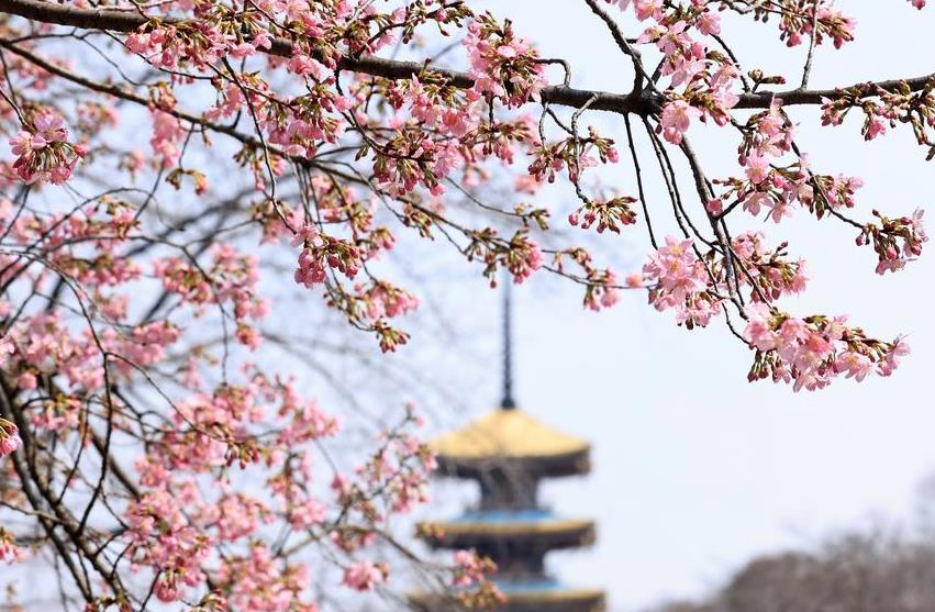 中 후베이 우한에 활짝 핀 봄 벚꽃
