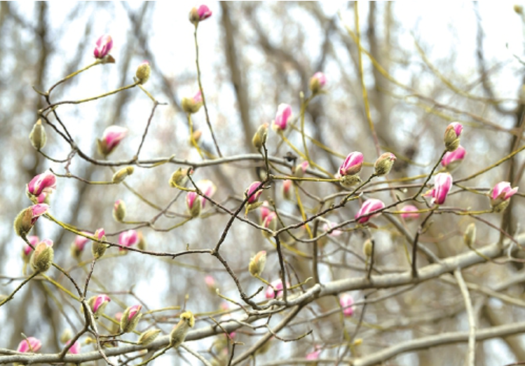泉城“探春” 花意渐浓