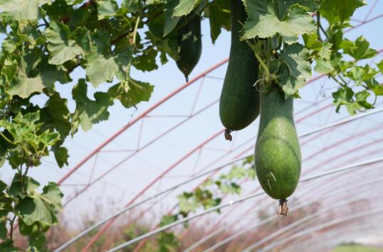 融媒·深调查丨田间地头对话“科技春耕”:济南春耕,也能“叫外卖”!