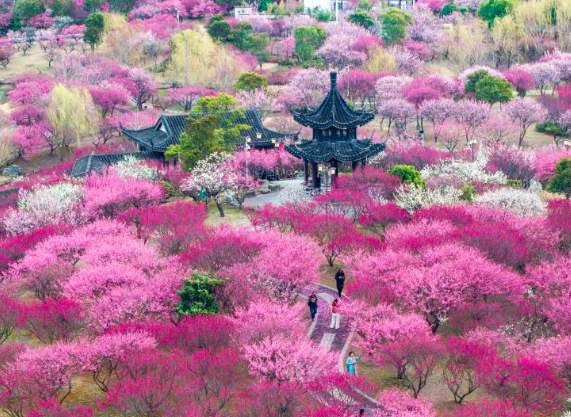 “顏值”變“產(chǎn)值” “賞花+”催動(dòng)文旅消費(fèi)活力