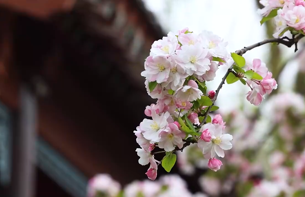 今日春分 济南最高气温直达23℃