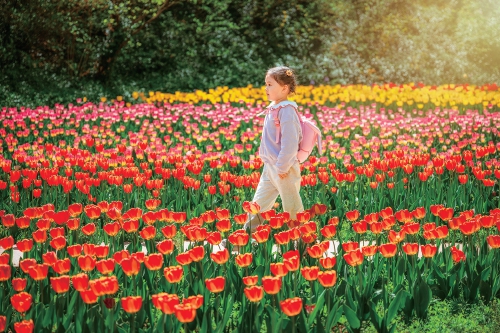 不加滤镜都美醉！春日尽赏郁金香花海