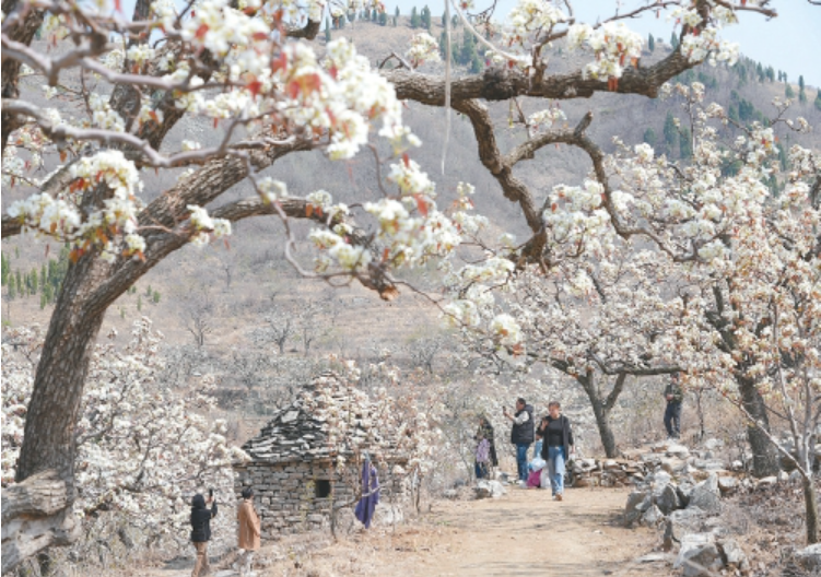 千树梨花千树雪