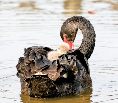 济南大明湖首次迎来“黑天鹅宝宝”