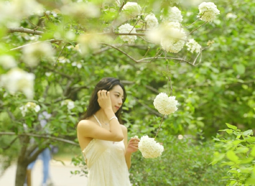一年四季·泉在济南｜暮春时节花满园 泉城“绣球”惹人爱