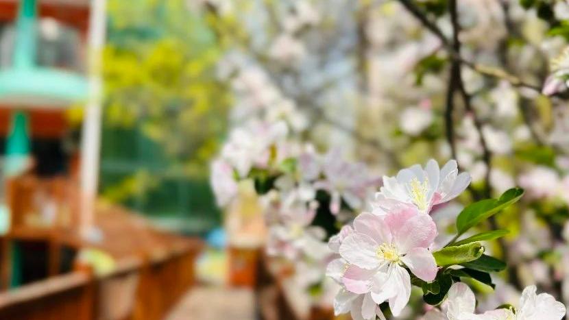 在校园里邂逅诗词里的节气｜谷雨