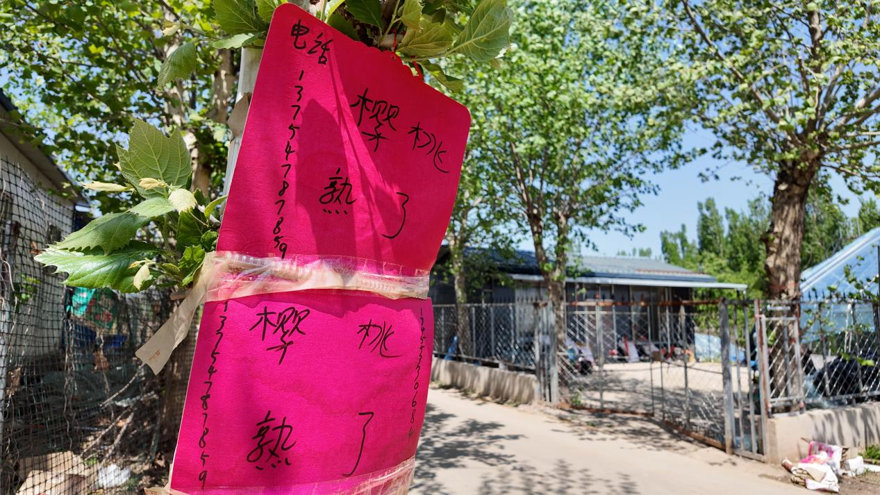 助阵融入当地文旅发展——正逢樱桃成熟时九游会j9登陆融媒·见证丨头部电商主播(图9)