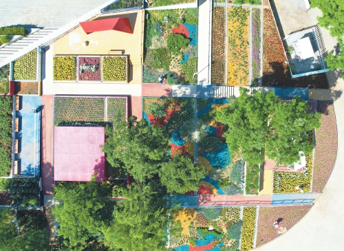 济南西部“七彩花田” 绽放如梦幻调色盘