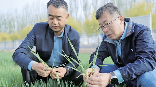 东西协作创新 共助粮食安全 宁夏黄土地上山东小麦郁郁葱葱