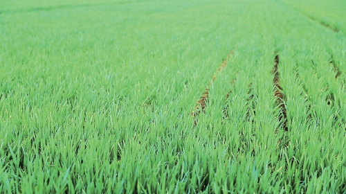 东西协作创新 共助粮食安全 宁夏黄土地上山东小麦郁郁葱葱