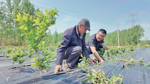 融媒·见证丨“土地里刨食儿”的村庄咋转型？村书记变身新农人