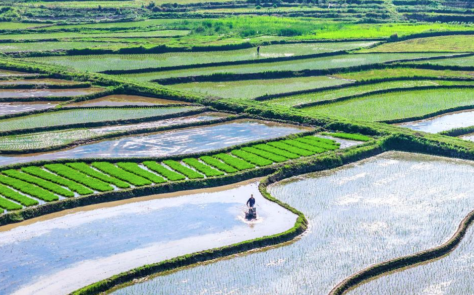 초여름 中 각지, 모내기로 분주