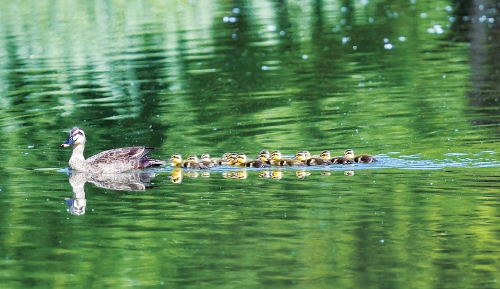 济南森林公园斑嘴鸭喜添丁