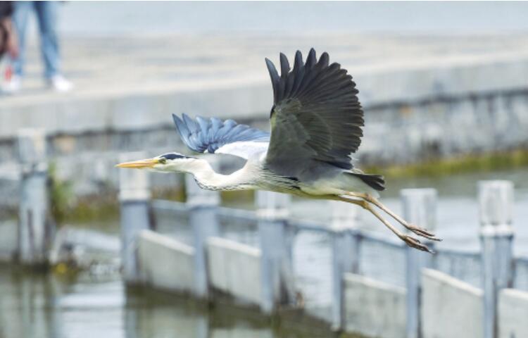 大明湖畔鸟儿“撒欢”