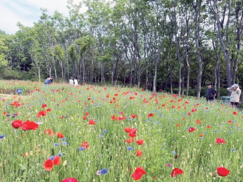 一年四季 泉在济南|“初夏·公园赏花打卡季”来啦,济南公园景区邀你共赴浪漫花事
