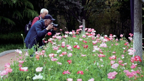 一年四季 泉在济南|“初夏·公园赏花打卡季”来啦,济南公园景区邀你共赴浪漫花事