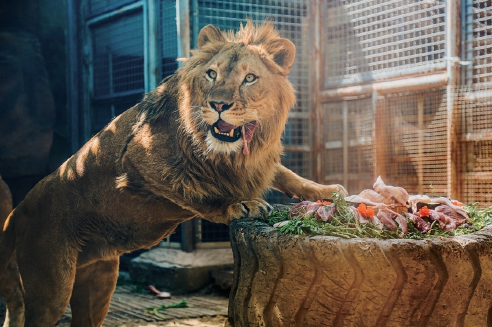 济南动物园非洲狮“王子”六岁啦