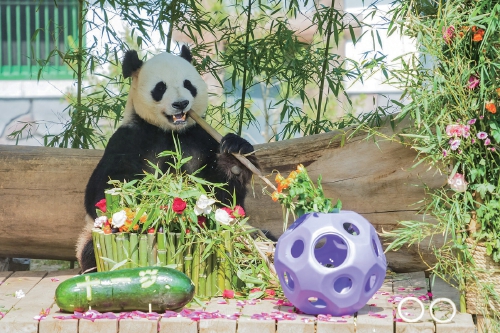 济南动物园大熊猫“雅吉”迎来11岁生日