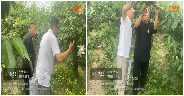 平安产险冠县支公司：高效护航樱桃产业，彰显“三省”价值