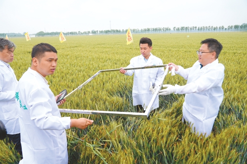 在希望的大地上做更有希望的农业——希希农业姜传伟从都市白领到乡村“绿领”跨界成长记
