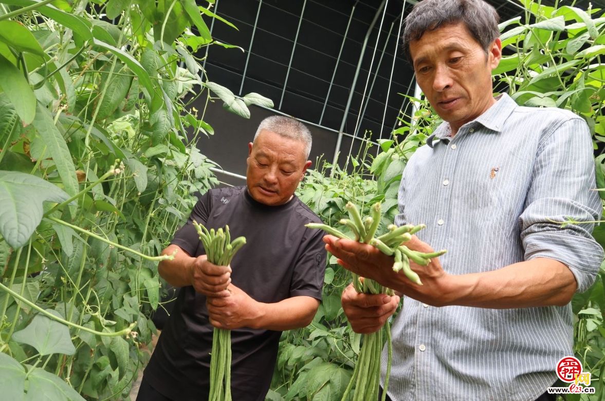 融媒·画像丨昔日骑自行车卖菜的哥俩，如今智慧大棚里种菜的专家——“菜农”新传
