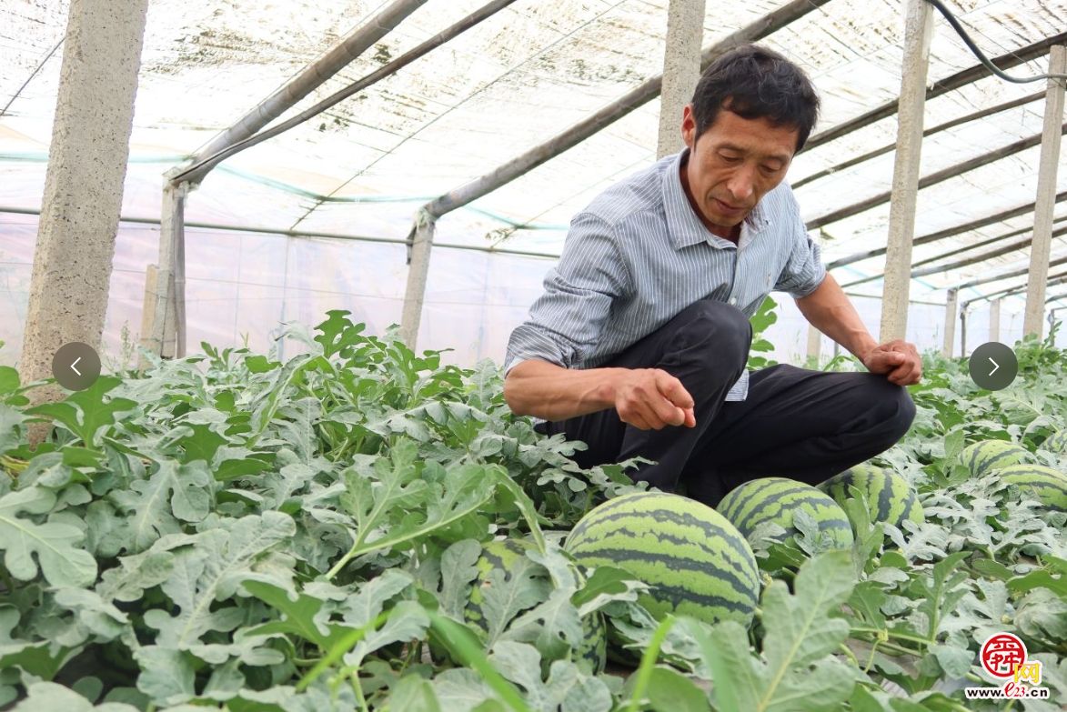 融媒·画像丨昔日骑自行车卖菜的哥俩，如今智慧大棚里种菜的专家——“菜农”新传