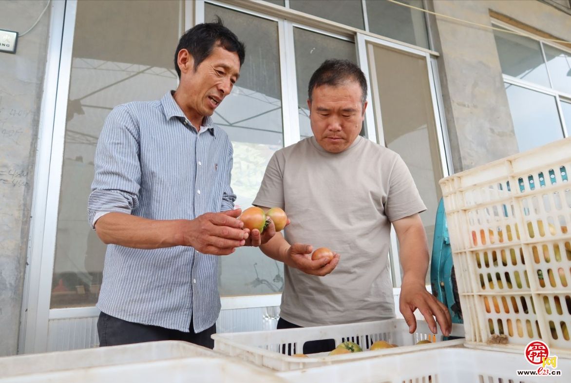 融媒·画像丨昔日骑自行车卖菜的哥俩，如今智慧大棚里种菜的专家——“菜农”新传