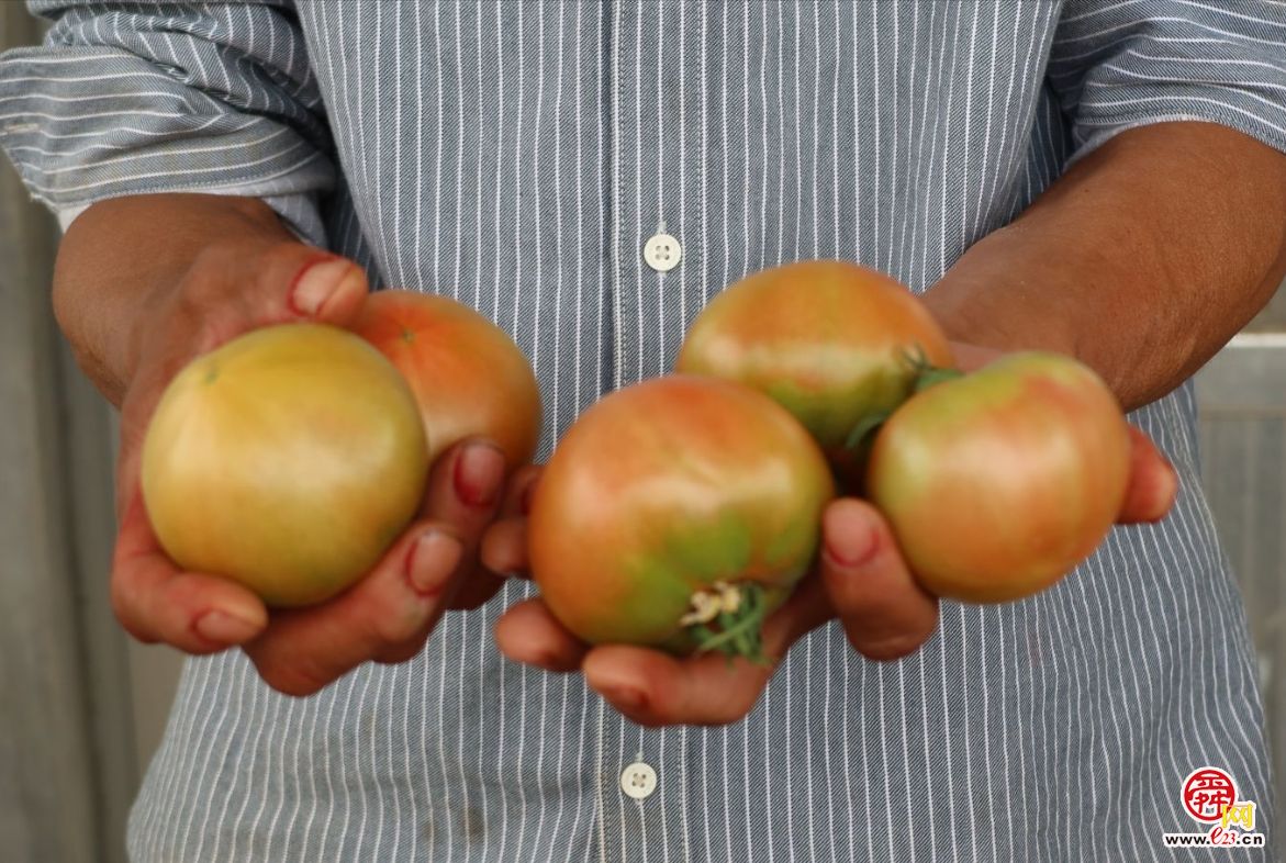 融媒·画像丨昔日骑自行车卖菜的哥俩，如今智慧大棚里种菜的专家——“菜农”新传