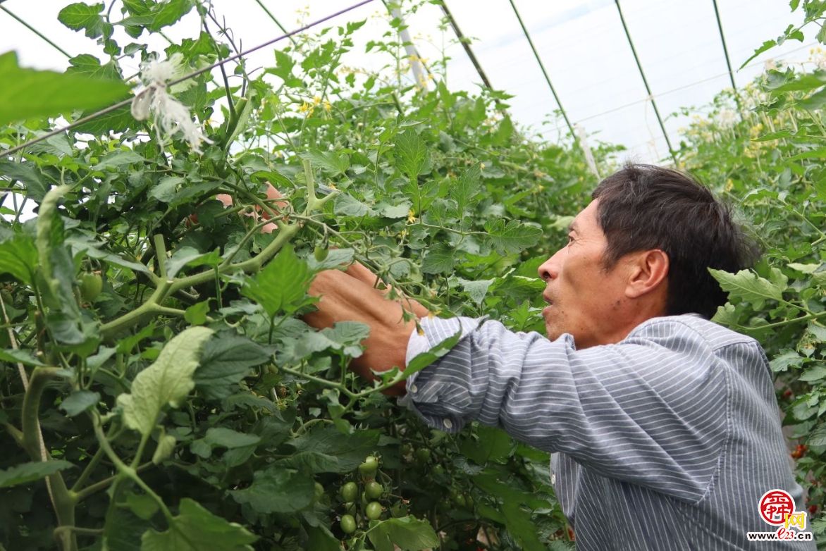 融媒·画像丨昔日骑自行车卖菜的哥俩，如今智慧大棚里种菜的专家——“菜农”新传