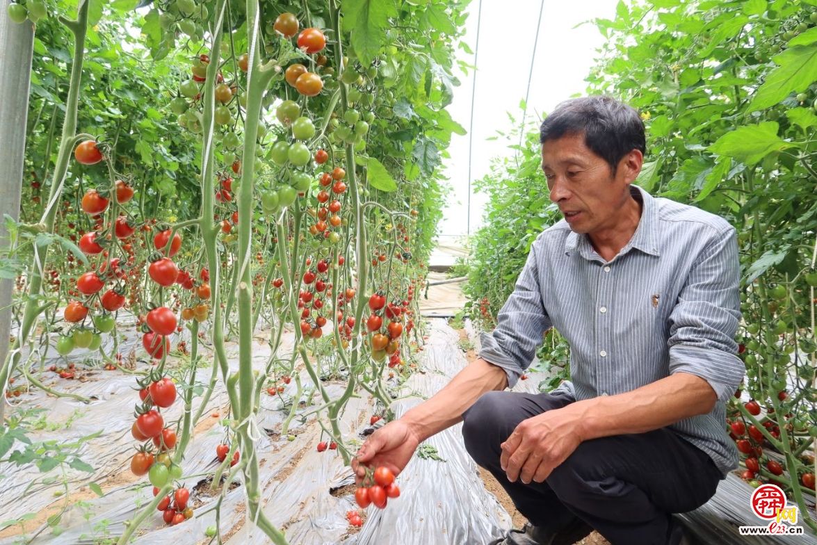 融媒·画像丨昔日骑自行车卖菜的哥俩，如今智慧大棚里种菜的专家——“菜农”新传
