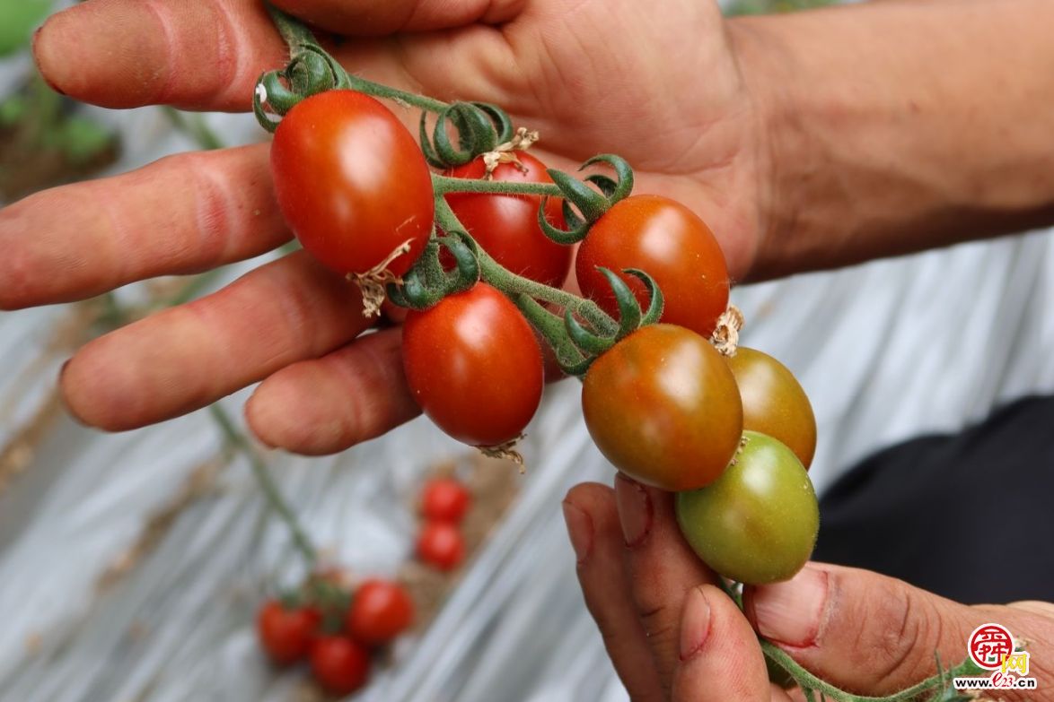 融媒·画像丨昔日骑自行车卖菜的哥俩，如今智慧大棚里种菜的专家——“菜农”新传