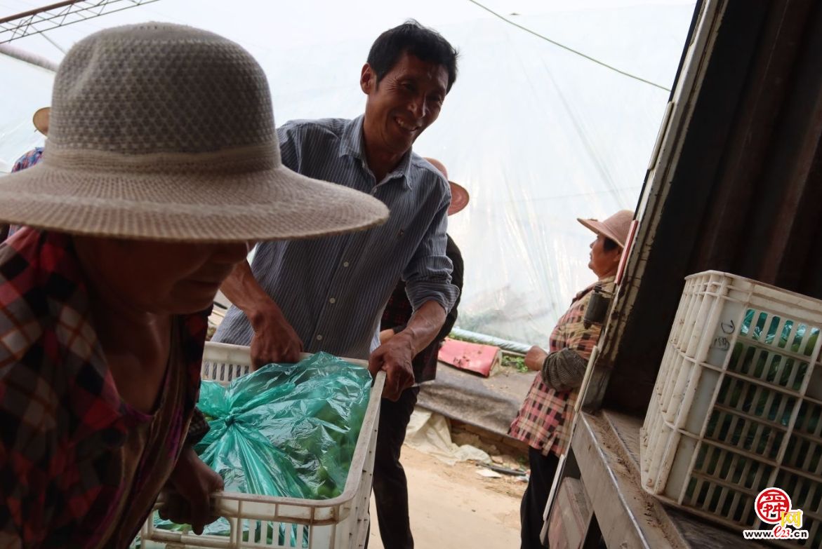 融媒·画像丨昔日骑自行车卖菜的哥俩，如今智慧大棚里种菜的专家——“菜农”新传