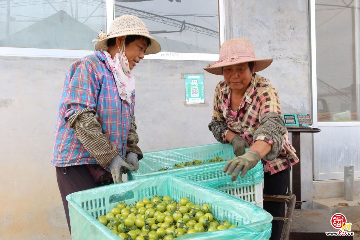融媒·画像丨昔日骑自行车卖菜的哥俩，如今智慧大棚里种菜的专家——“菜农”新传