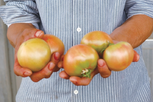 融媒·画像丨昔日骑自行车卖菜的哥俩，如今智慧大棚里种菜的专家——菜农新传