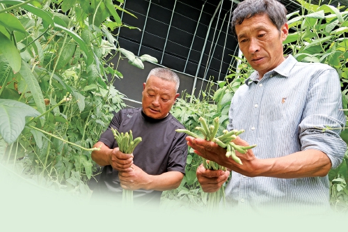 融媒·画像丨昔日骑自行车卖菜的哥俩，如今智慧大棚里种菜的专家——菜农新传