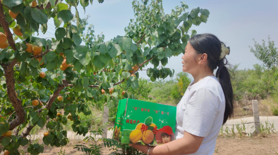 融媒·见证丨杏子熟了，返乡创业的他们更忙了——小院儿“带货”
