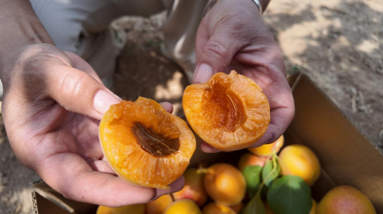 融媒·见证丨杏子熟了，返乡创业的他们更忙了——小院儿“带货”